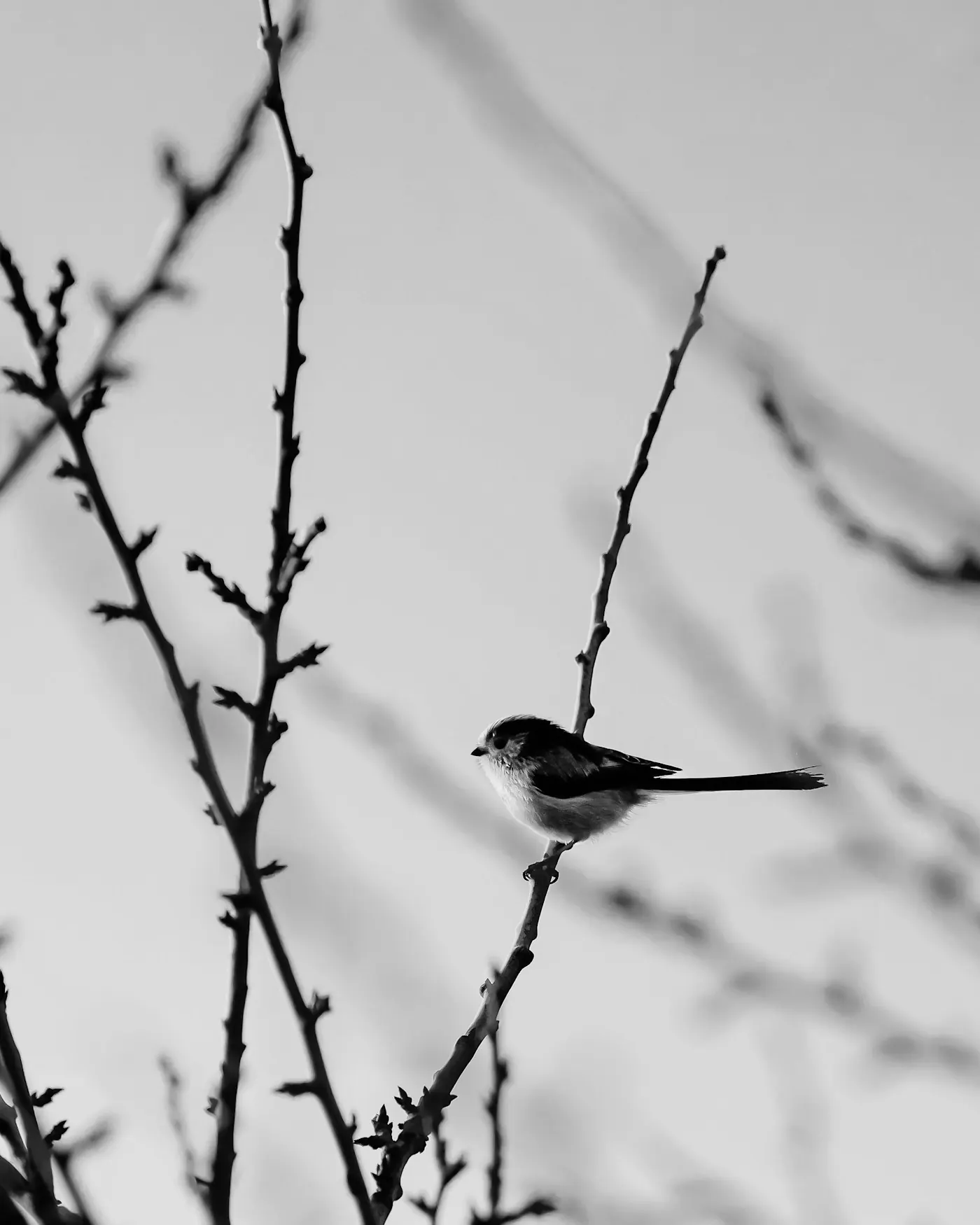 A small bird perched on a bare branch. Photo by Jordan Ryskamp.