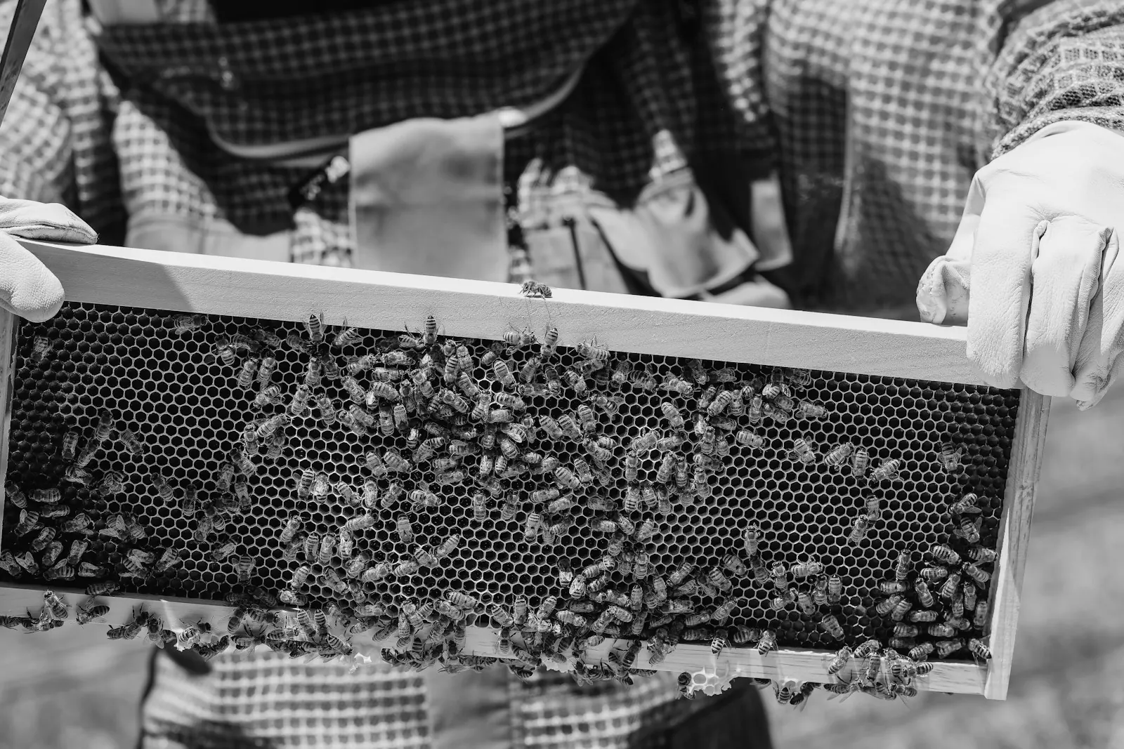 A beekeeper holding up a frame covered in bees. Photo by Jordan Ryskamp.