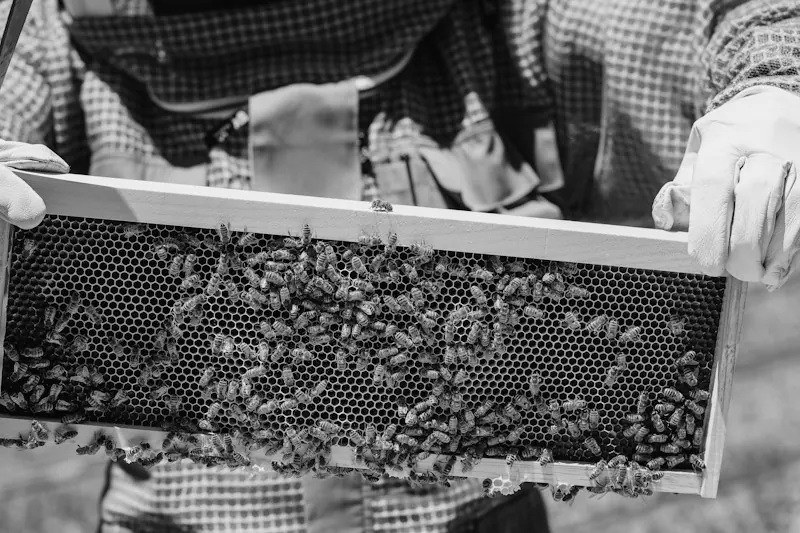 A beekeeper holding up a frame covered in bees. Photo by Jordan Ryskamp.