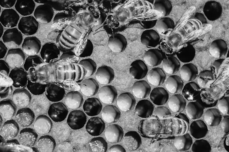 Honeybees at work across a honeycomb. Photo by Jordan Ryskamp.